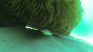 South Walton Artificial Reef Association deploys new reefs in Grayton Beach, Florida fall 2015