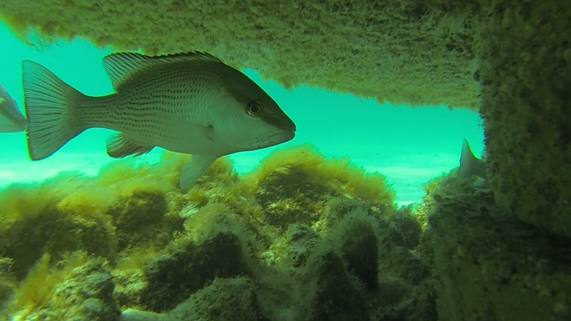 South Walton Artificial Reef Association deploys new reefs in Grayton Beach, Florida fall 2015